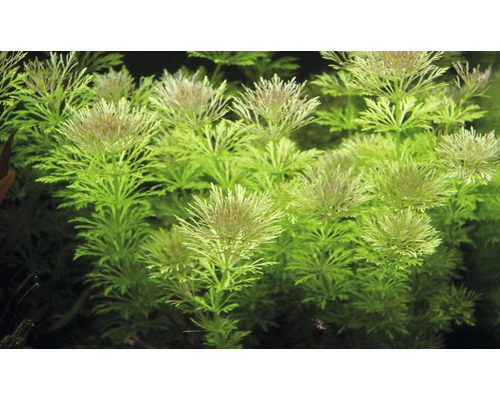 Akvarijná rastlina s jemne perovitými listami