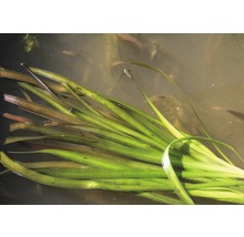 Trs vodnej rastliny v rybníku