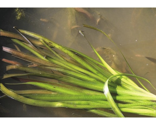 Trs vodnej rastliny v rybníku