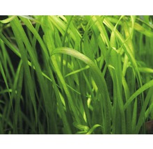 Detailný záber na Vallisneria spiralis, akvarijnú rastlinu