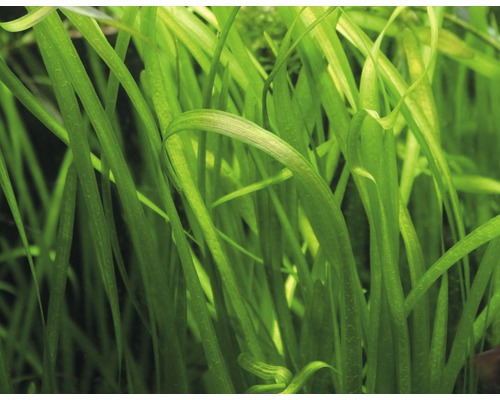 Detailný záber na Vallisneria spiralis, akvarijnú rastlinu