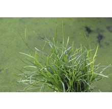 Detailný záber vodných rastlín sitiny ihlovitej