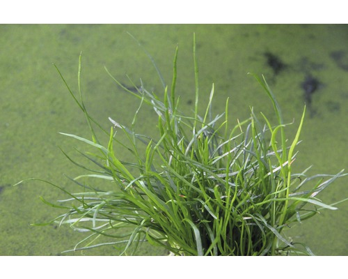 Detailný záber vodných rastlín sitiny ihlovitej