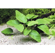 Akvarijná rastlina so zelenými listami v akváriu