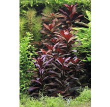 Akvárium s rôznymi vodnými rastlinami