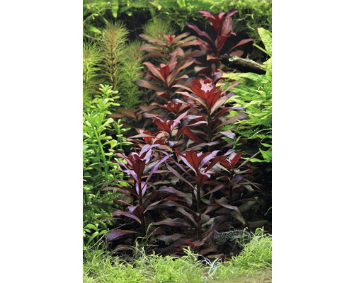 Akvárium s rôznymi vodnými rastlinami