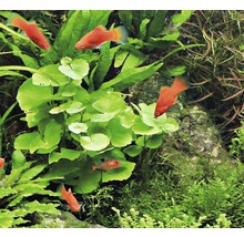 Akvarijné rastliny s červenými platys