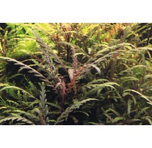 Husté akvárium s vodnými rastlinami Cryptocoryne crispatula ''Balansae''