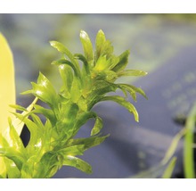 Vodný mor pre akváriá