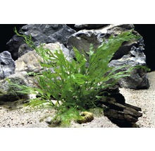 Zelená akvarijná rastlina v akváriu s kameňmi a pieskom