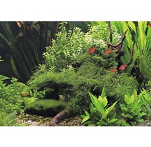 Akvarijné rastliny a ryby v osadenom akváriu