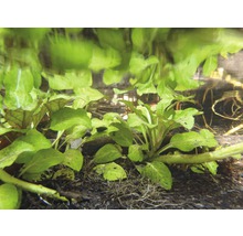 Akvarijné rastliny so zelenými listami pod vodou