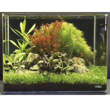 Zariadené akvárium s rastlinami, kameňmi a rybami