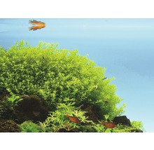 Akvárium s vodnými rastlinami a rybami