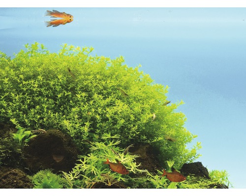 Akvárium s vodnými rastlinami a rybami