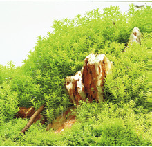 Akvarijné rastliny s kameňmi a koreňmi.