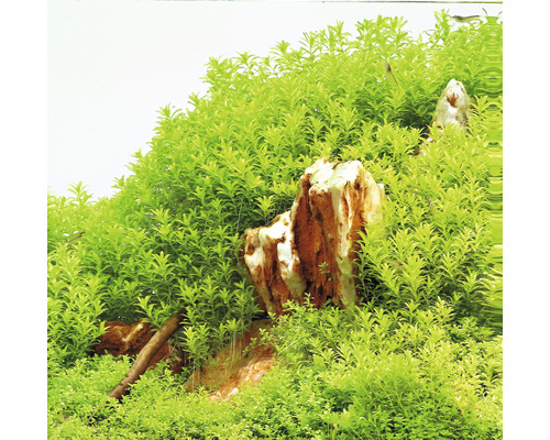 Akvarijné rastliny s kameňmi a koreňmi.