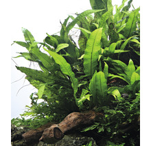 Pripevnená papraď na koreňovom dreve na dekoráciu akvárií