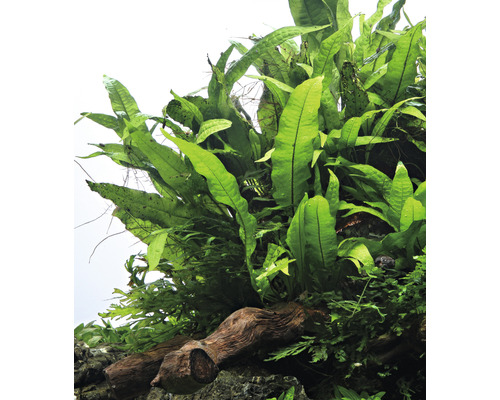 Pripevnená papraď na koreňovom dreve na dekoráciu akvárií