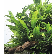 Pohľad zhora na akváriovú rastlinu na kuse koreňového dreva