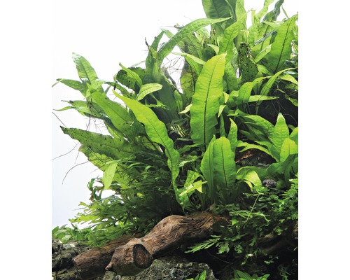 Pohľad zhora na akváriovú rastlinu na kuse koreňového dreva