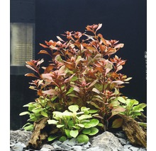 Akvarijné rastliny s červenými a zelenými listami, zdobené kameňmi a koreňovým drevom