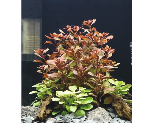 Akvarijné rastliny s červenými a zelenými listami, zdobené kameňmi a koreňovým drevom
