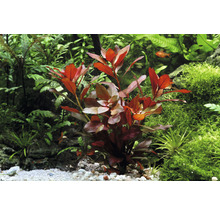 Akvarijná rastlina s červenými listami v akváriu