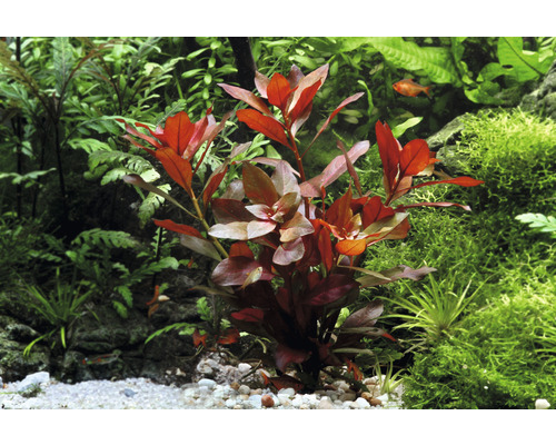 Akvarijná rastlina s červenými listami v akváriu