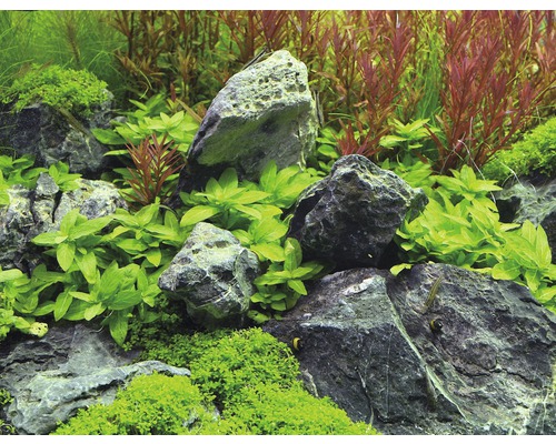 Dekorácia akvária s kameňmi a rastlinami