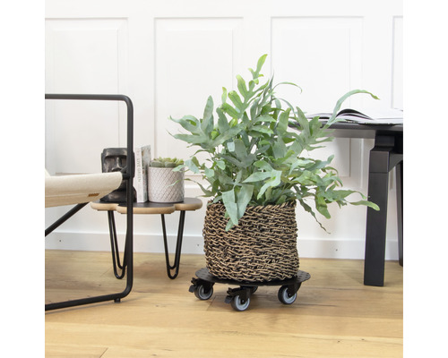 Rastlina v košíku na kolieskach v interiéri.