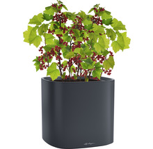 Červené ríbezle v kvetináči