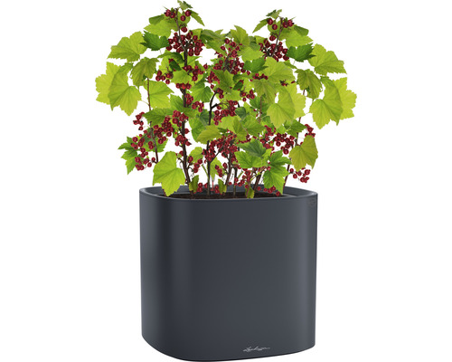 Červené ríbezle v kvetináči