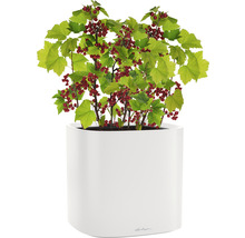 Červené ríbezle v bielej kvetináčovej nádobe