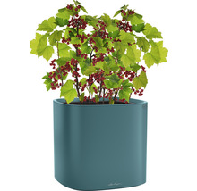 Červené ríbezle v kvetináči