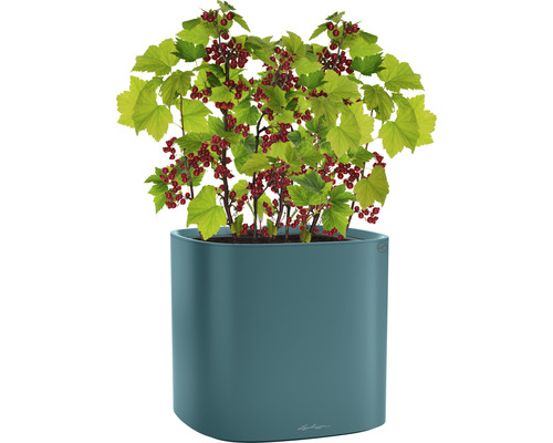 Červené ríbezle v kvetináči