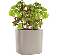 Ríbezľový krík s červenými plodmi v kvetináči