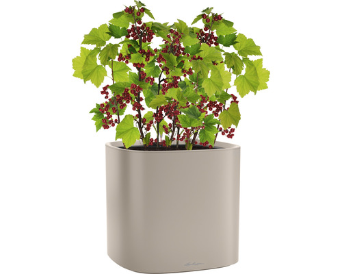 Ríbezľový krík s červenými plodmi v kvetináči