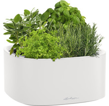 Bylinková záhrada v bielej nádobe so šalviou, petržlenom, bazalkou a rozmarínom