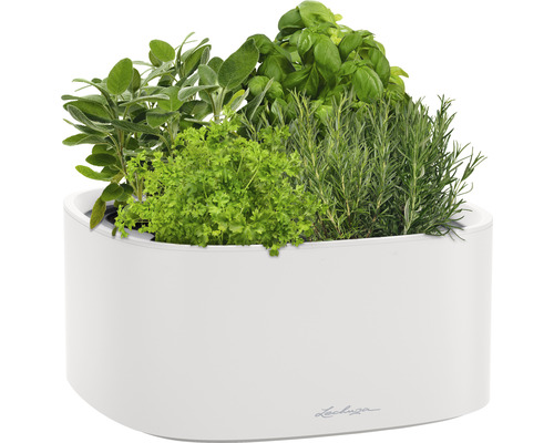 Bylinková záhrada v bielej nádobe so šalviou, petržlenom, bazalkou a rozmarínom