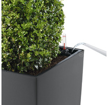 Zavlažovanie krušpánu v kvetináči s indikátorom hladiny vody