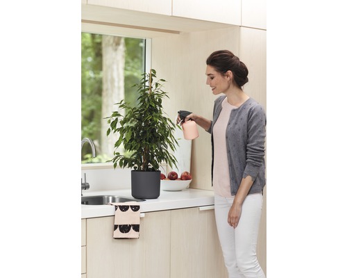 Žena strieka izbovú rastlinu Ficus Benjamini rozprašovačom v kuchyni