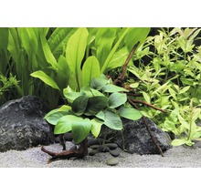 Aranžmán akvarijných rastlín s kameňmi, štrkom a koreňovým drevom