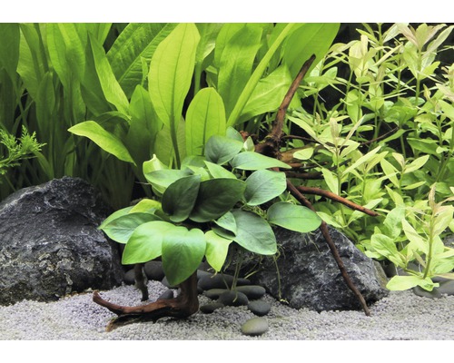 Aranžmán akvarijných rastlín s kameňmi, štrkom a koreňovým drevom