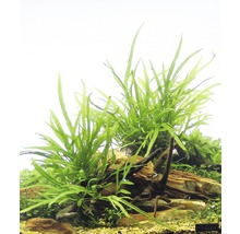 Akvarijné rastliny na kameňoch a dreve