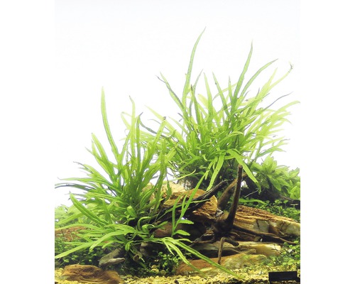 Akvarijné rastliny na kameňoch a dreve