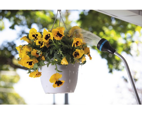 Zavlažovanie žltých sirôt v závesnom kvetináči pomocou záhradnej hadice