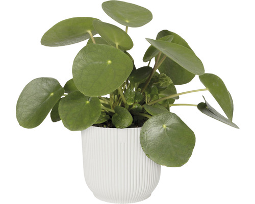 Pilea v kvetináči