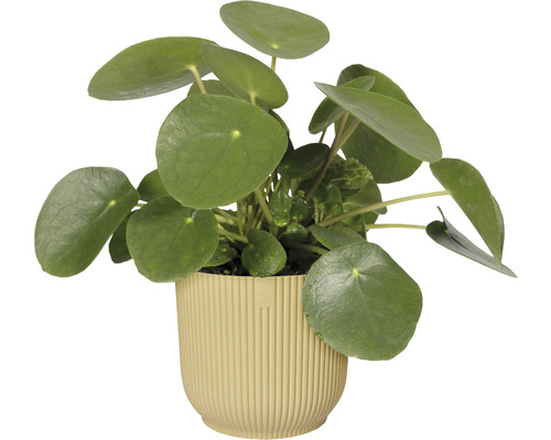 Pilea peperomiovitá v rebrovanom kvetináči
