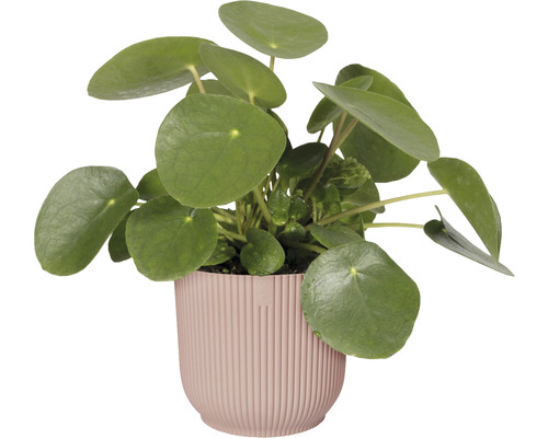 Pilea peperomioides v kvetináči